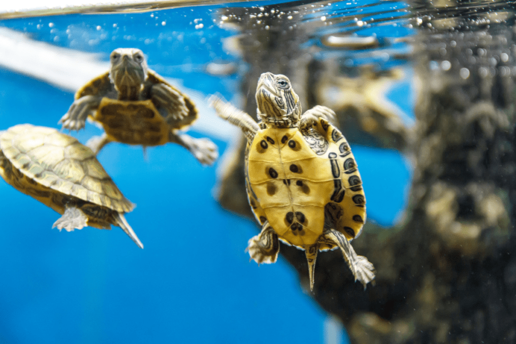 Filtros de agua para Tortugas acuáticas